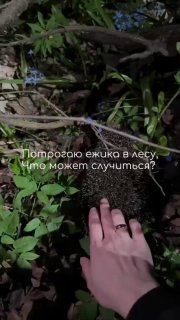 Российская девушка столкнулась с фобией после встречи с ежом