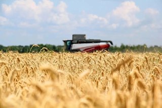 Саратовские аграрии собрали 1,5 млн тонн зерна: итоги уборочной
