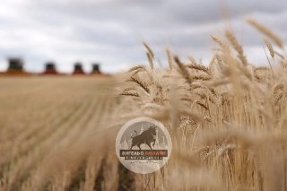 Саратовские аграрии собрали рекордные 2,3 миллиона тонн зерна